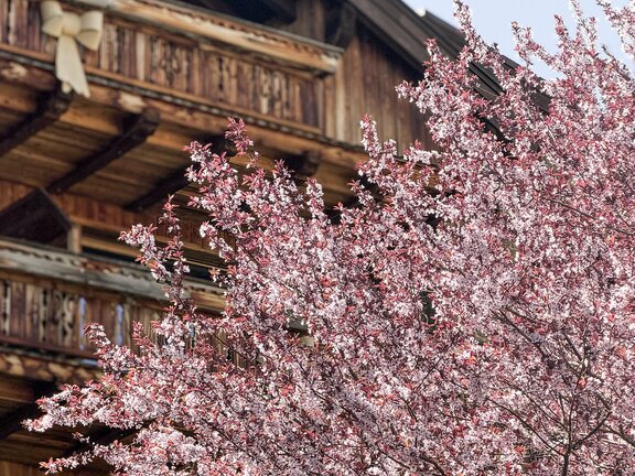 Blühender Baum vor dem Wellnesshotel Der Engel im Frühling im Tannheimer Tal