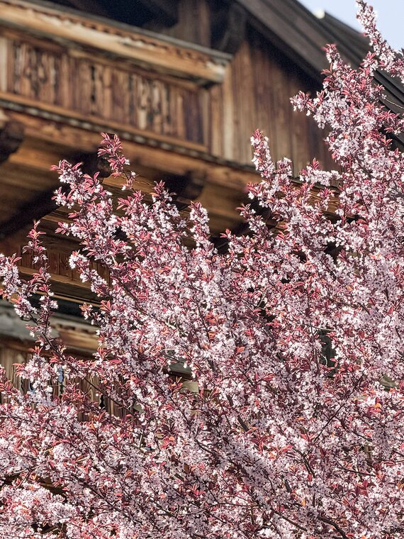 Blühender Baum vor dem Wellnesshotel Der Engel im Frühling im Tannheimer Tal