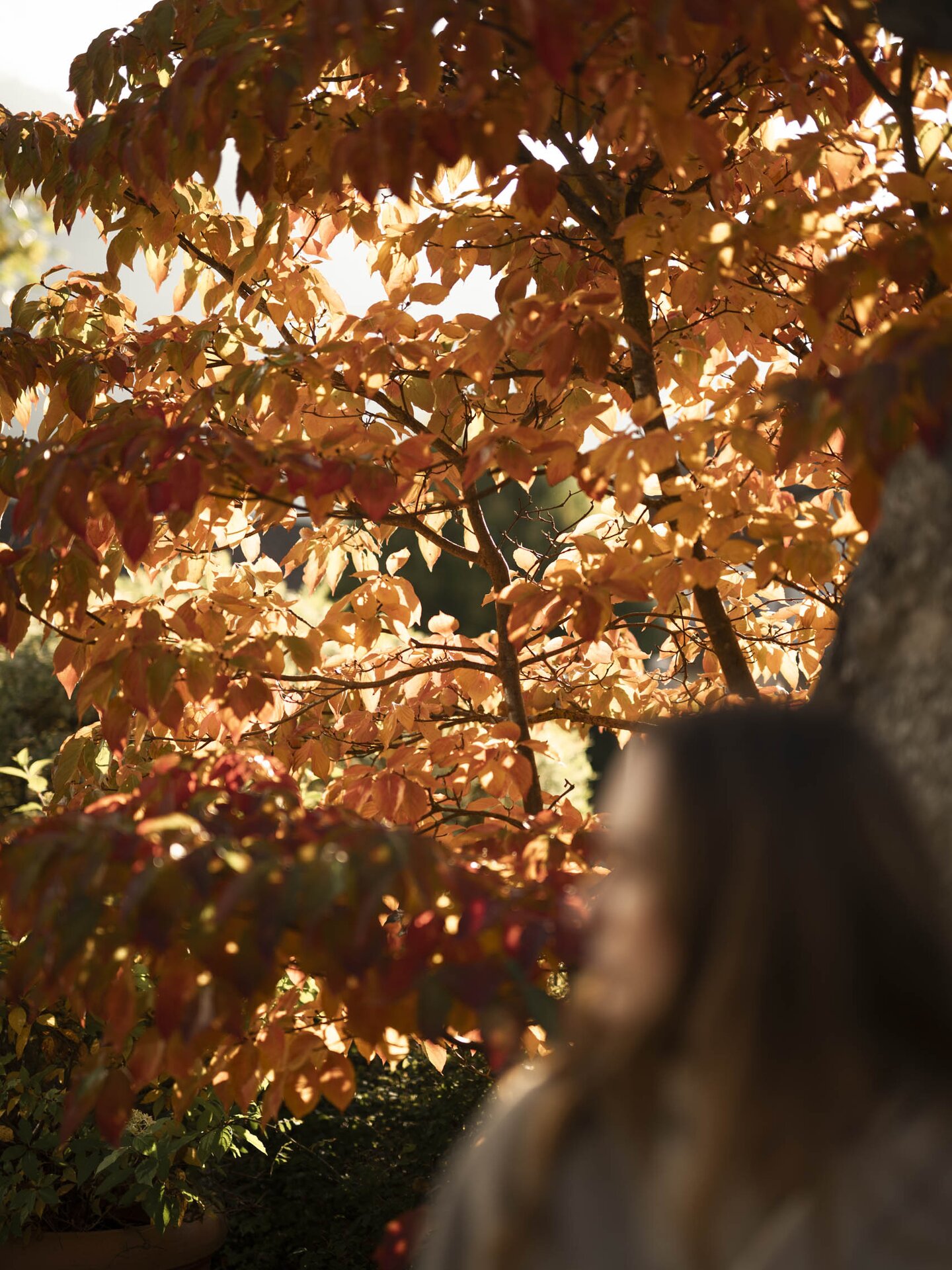 Person steht unter herbstlich eingefärbtem Laubbaum