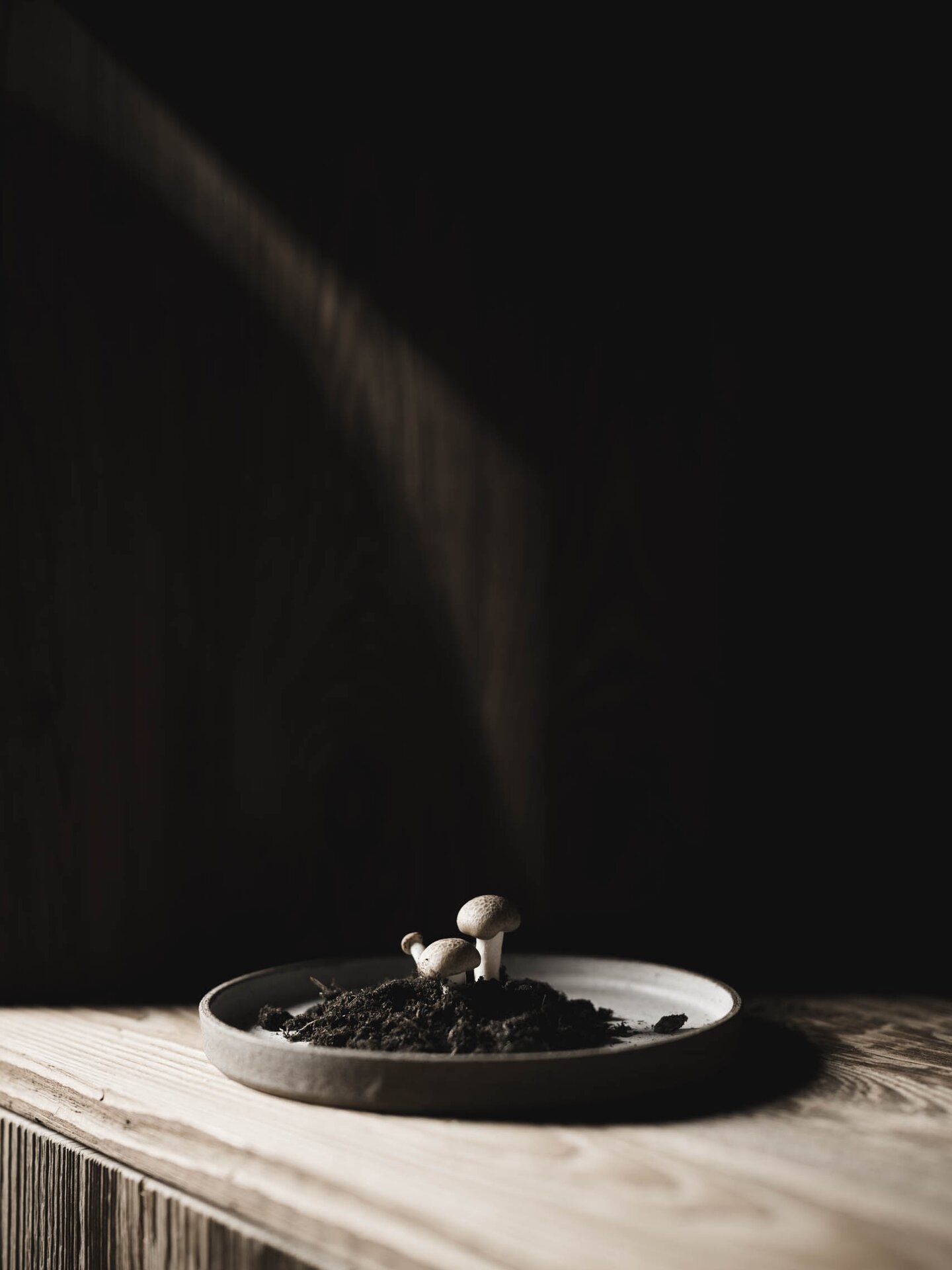 Teller mit Erde und frischen Pilzchen auf Holz Untergrund