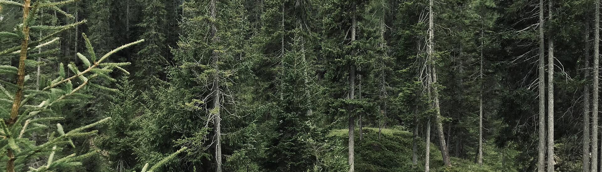 Waldstück mit Fels im Tannheimer Tal | Der Engel in Tirol