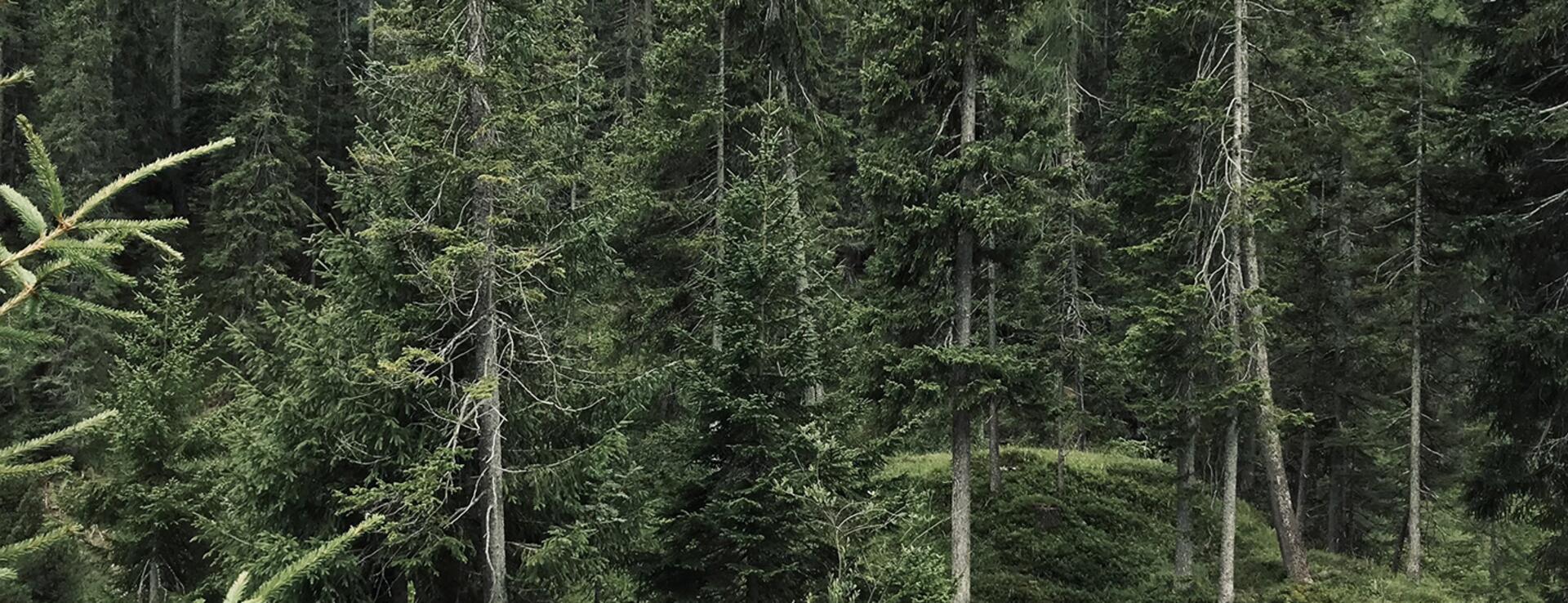 Waldstück mit Fels im Tannheimer Tal | Der Engel in Tirol
