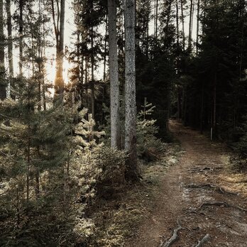 Natürlicher Steig in einem Waldabschnitt im Tannheimer Tal