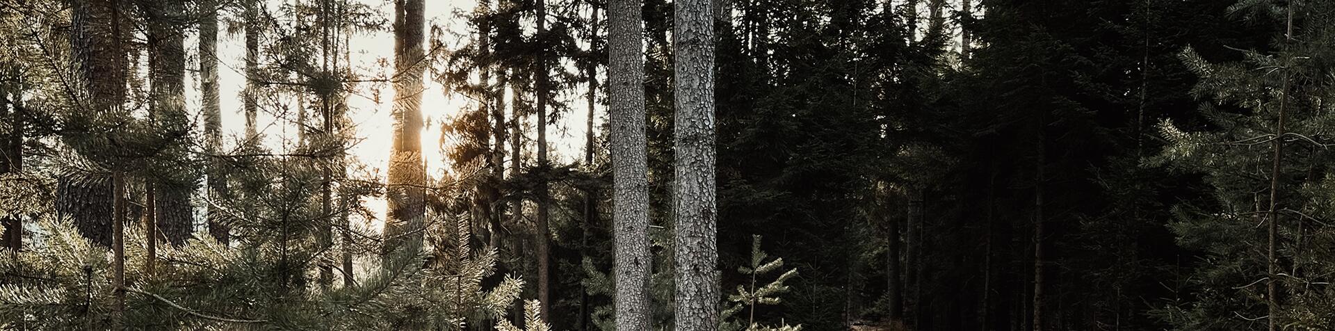 Natürlicher Steig in einem Waldabschnitt im Tannheimer Tal