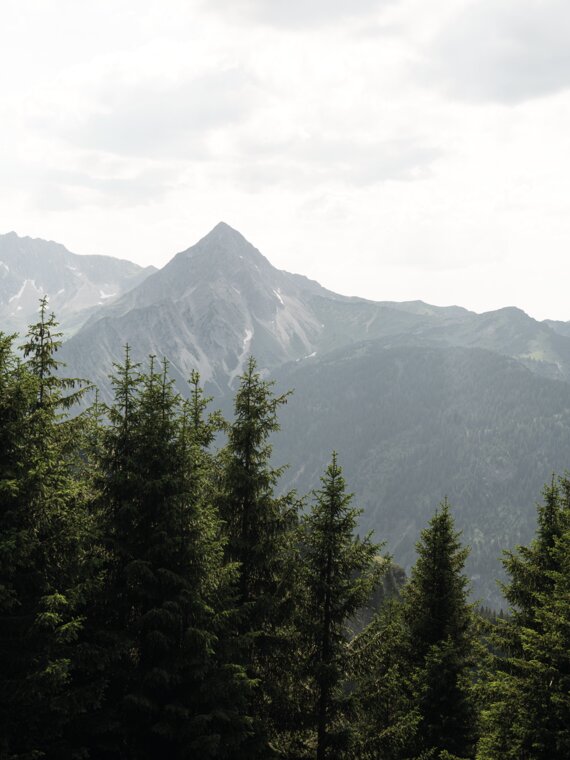 Berggipfel und bewaldete Berghänge im sommerlichen Tannheimer Tal