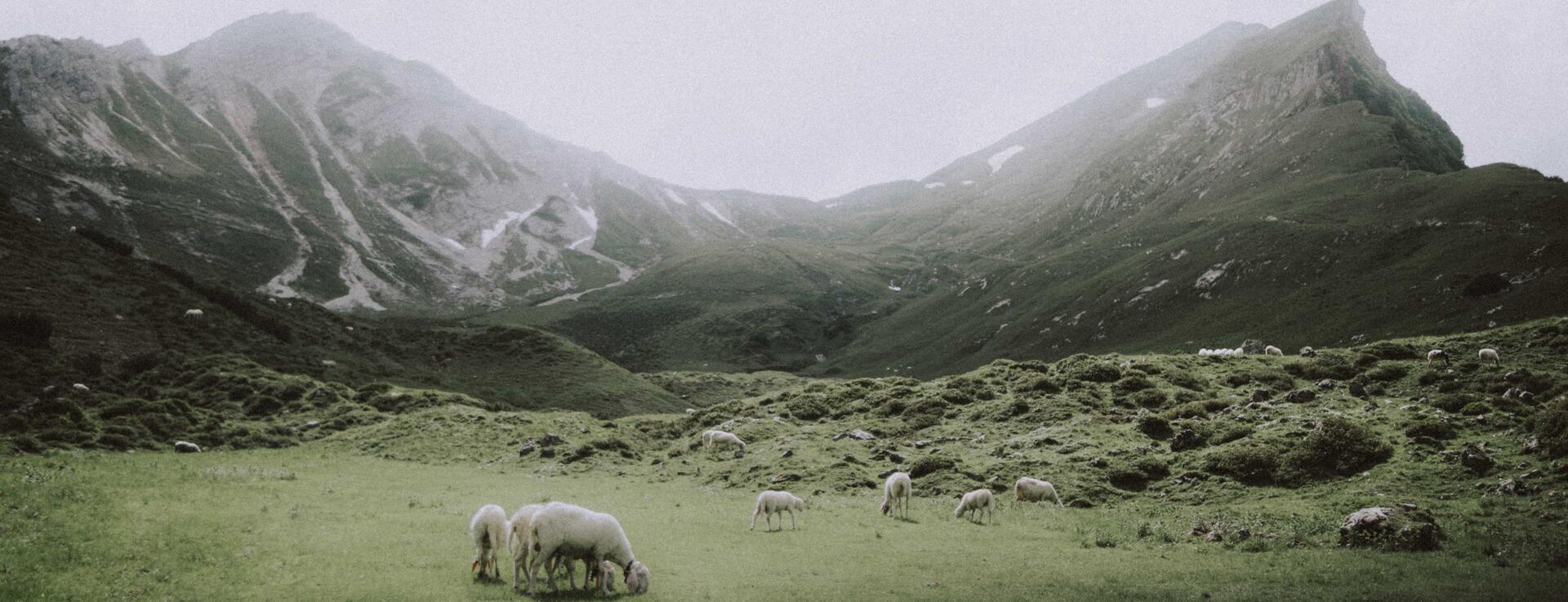 Schafe in den vernebelten Allgäuer Alpen im Sommer| Der Engel in Tirol