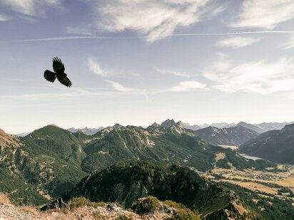 Dohle fliegt über dem Gipfel des Einsteins im Tannheimer Tal im Hintergrund die Berglandschaft