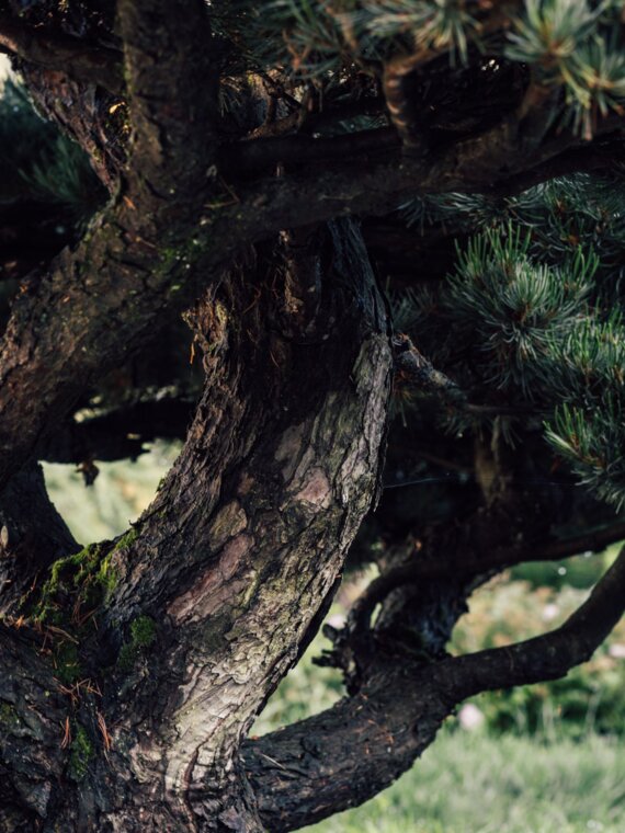 Nadel-Bonsai im Engel Alpengarten